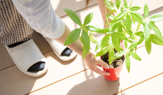 観葉植物