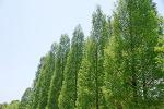 針葉樹の無垢材の種類と特徴