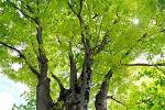広葉樹の無垢材の種類と特徴