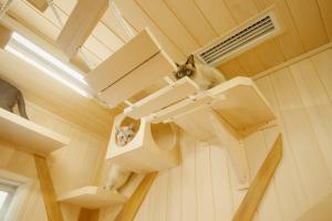 保護猫が安心して暮らせる部屋を消臭効果のある天然木「もみの木」で施工しました。＃キャットラン＃いすみ